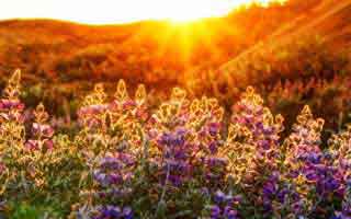 Dairy Queen Chapter 11: Reimagining its Future and What it Means for Iconic Brands