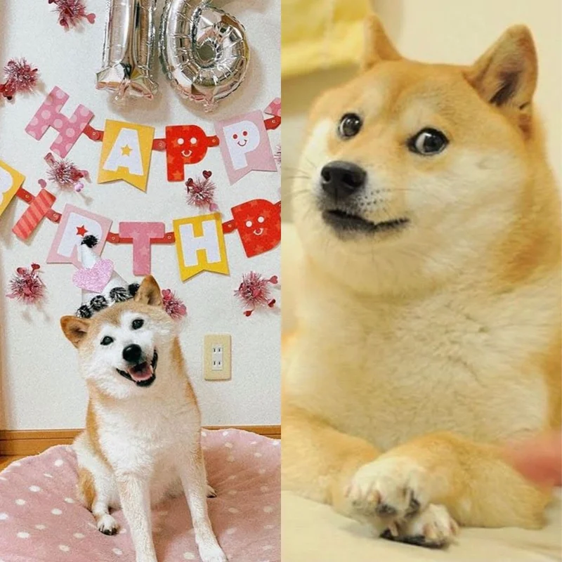 The 'Doge Checks' Rumor: What the Data Reveals About the 2025 Payment Claims